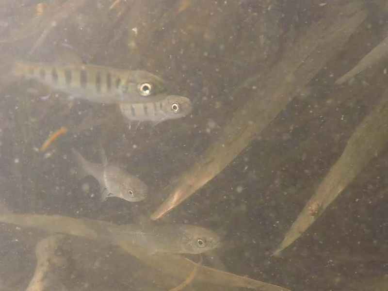 Finding fry of Masu&nbsp;Salmon